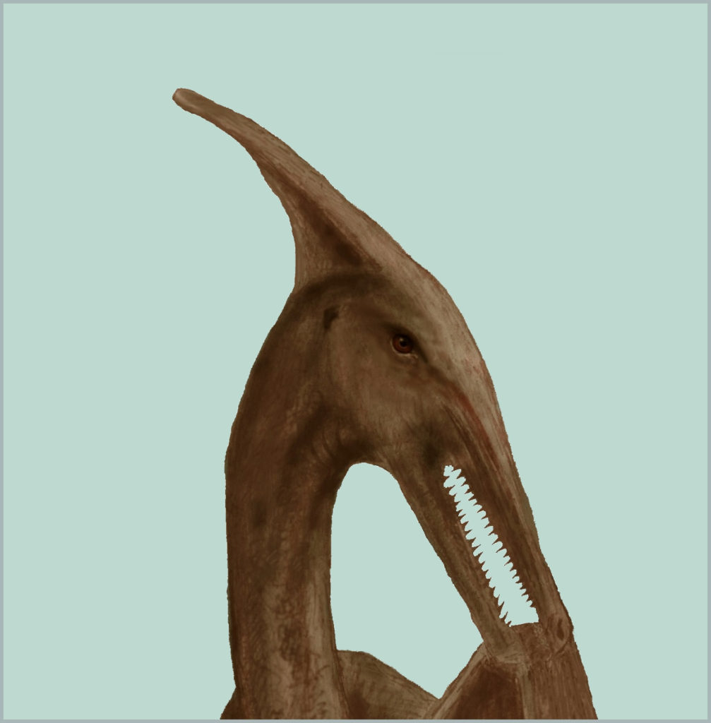 sketch of a head of a ropen, showing teeth