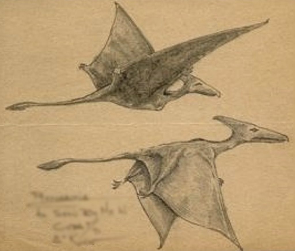 two long-tailed modern pterodactyls or ropens in Cuba