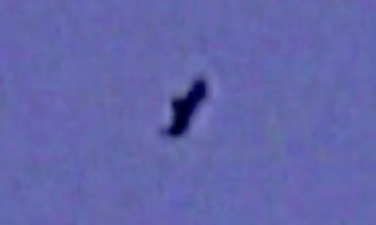 a blurry image of a living pterosaur