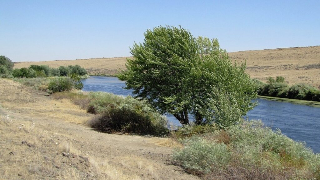 tree where a pterodactyl was observed - Yakima River
