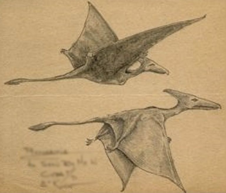 About the Ropen “Pterodactyl” – Animal Discovery